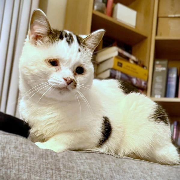 Kattenpraat