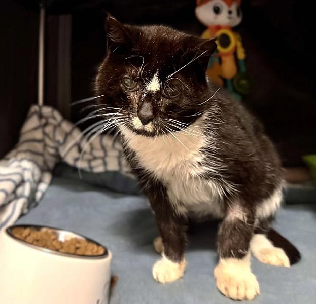 Kattenpraat