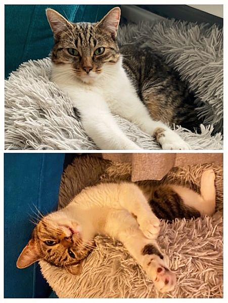 Kattenpraat
