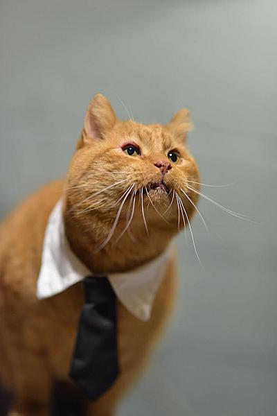 Kattenpraat