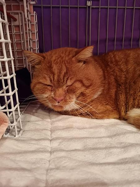 Kattenpraat