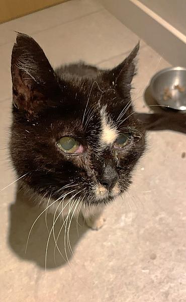 Kattenpraat