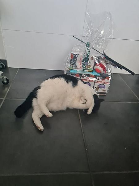 Kattenpraat