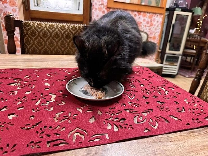 Kattenpraat