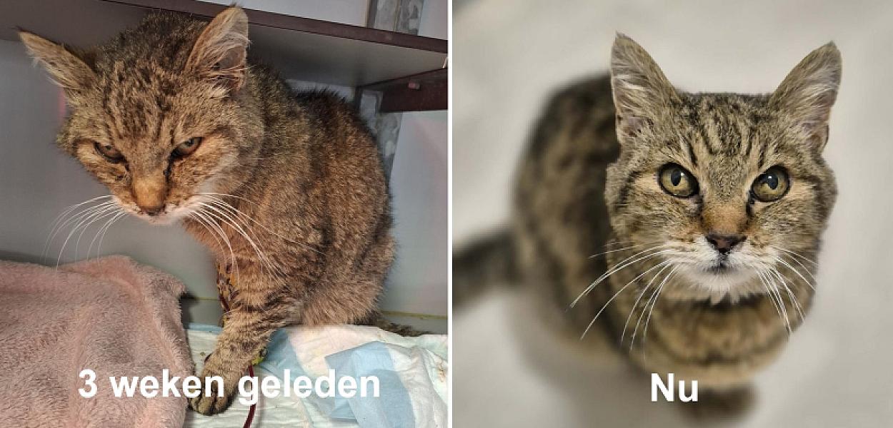 Kattenpraat