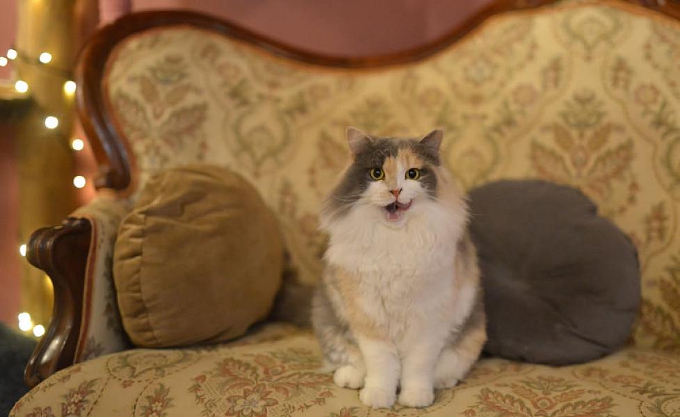 Kattenpraat