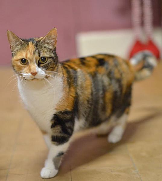 Kattenpraat