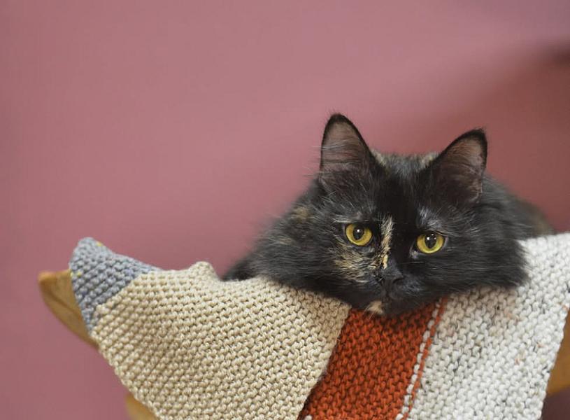Kattenpraat