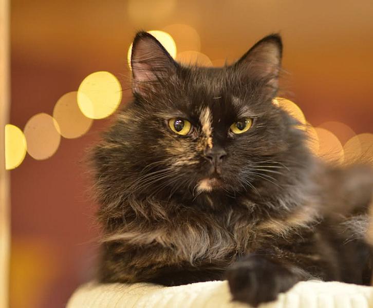 Kattenpraat