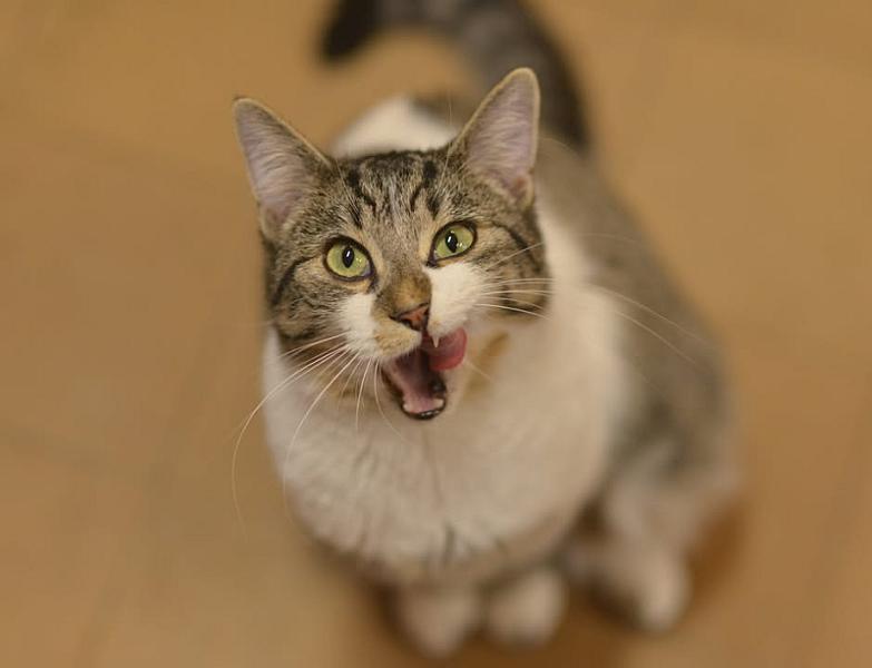 Kattenpraat