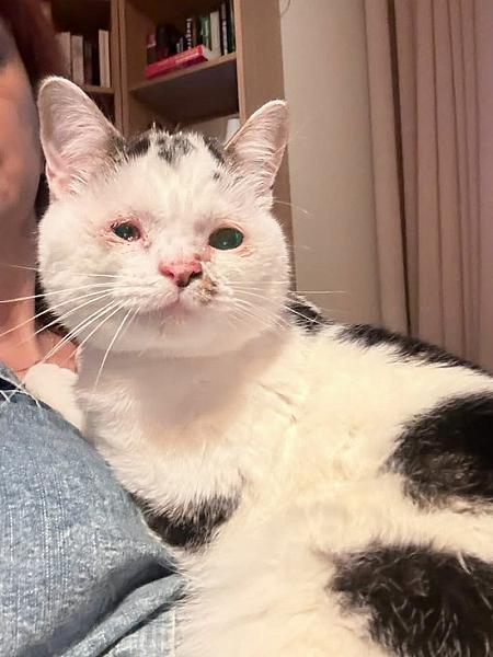 Kattenpraat