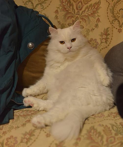 Kattenpraat