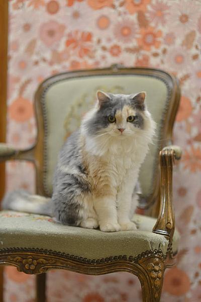 Kattenpraat