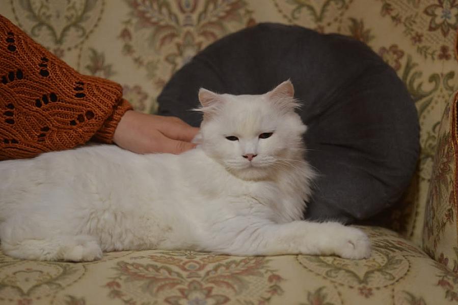 Kattenpraat
