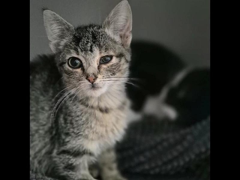 Kattenpraat