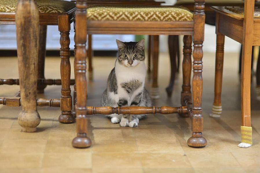 Kattenpraat