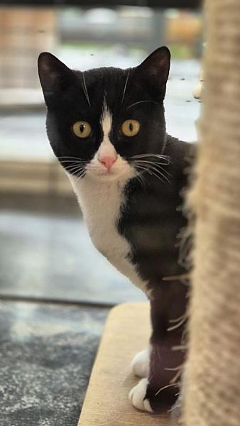 Kattenpraat