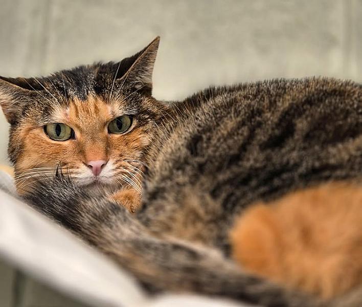 Kattenpraat