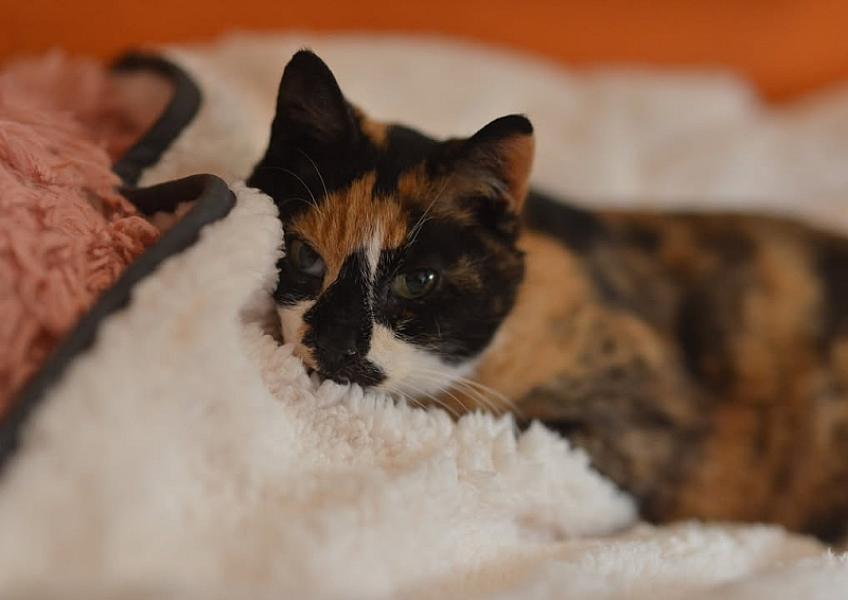 Kattenpraat