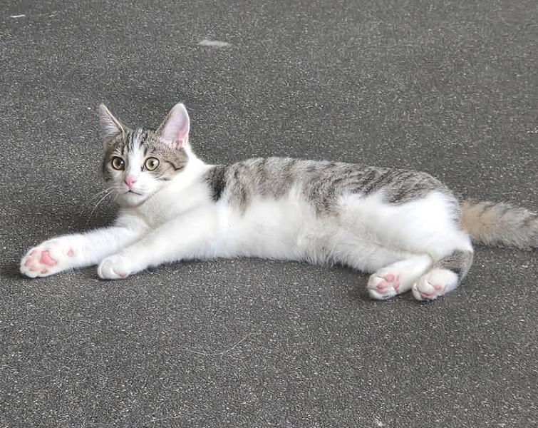 Kattenpraat