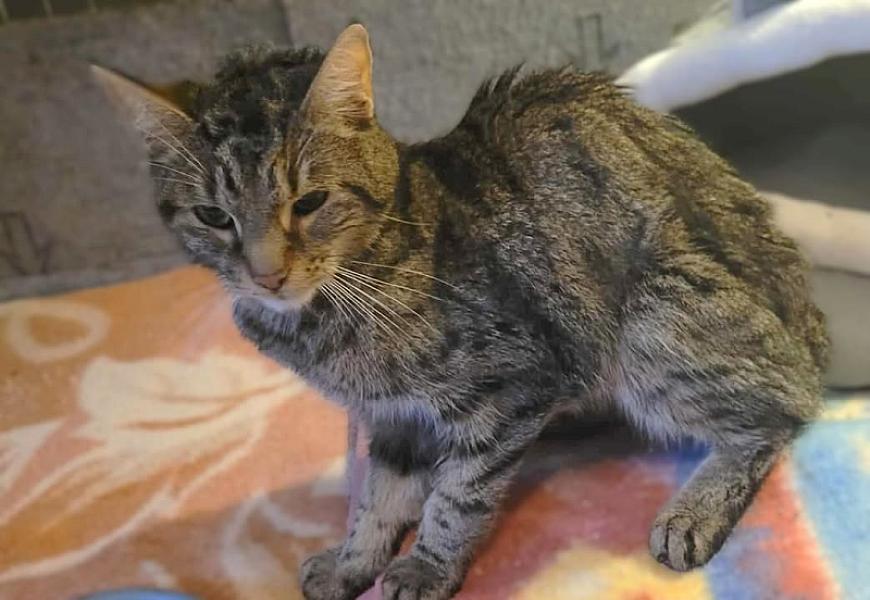 Kattenpraat