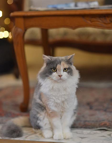 Kattenpraat