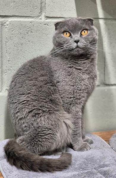 Kattenpraat