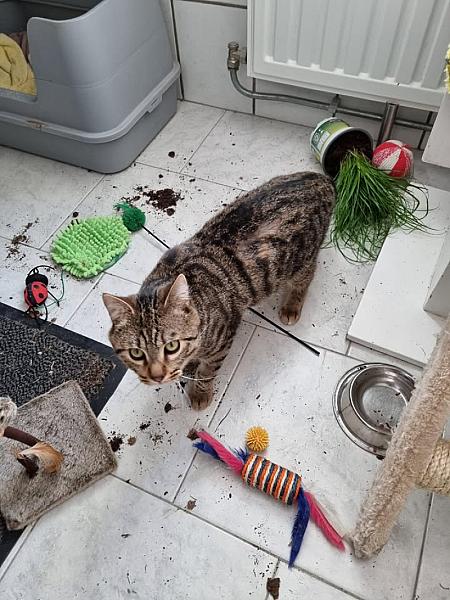 Kattenpraat