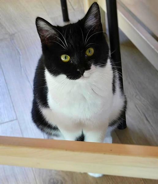 Kattenpraat