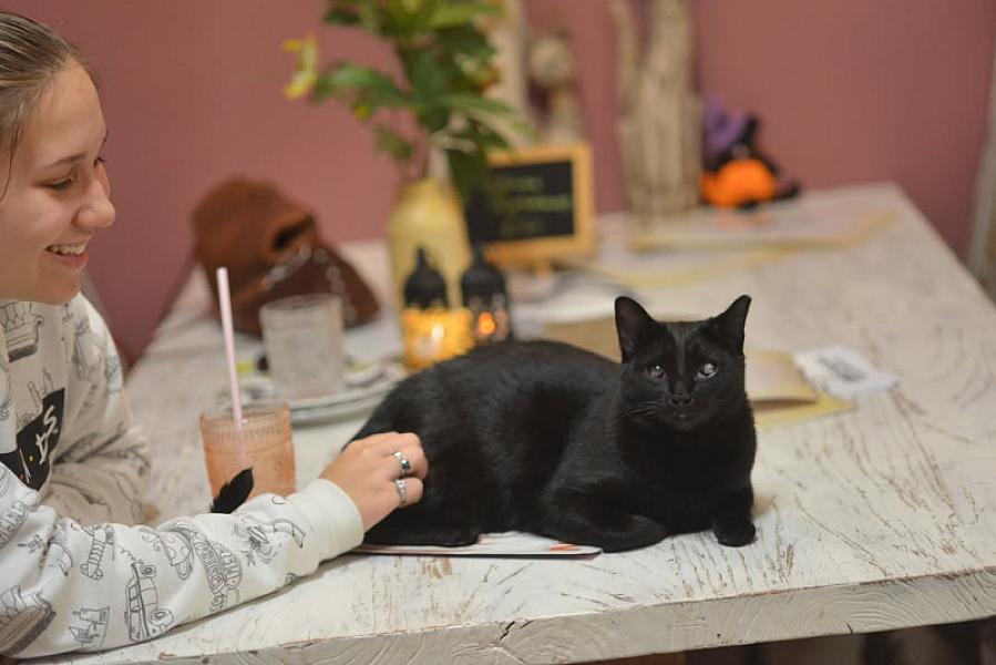 Kattenpraat