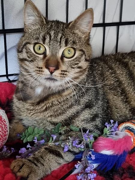 Kattenpraat