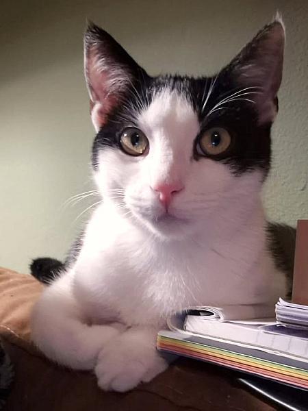 Kattenpraat