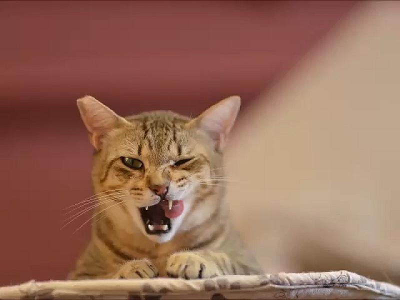 Kattenpraat