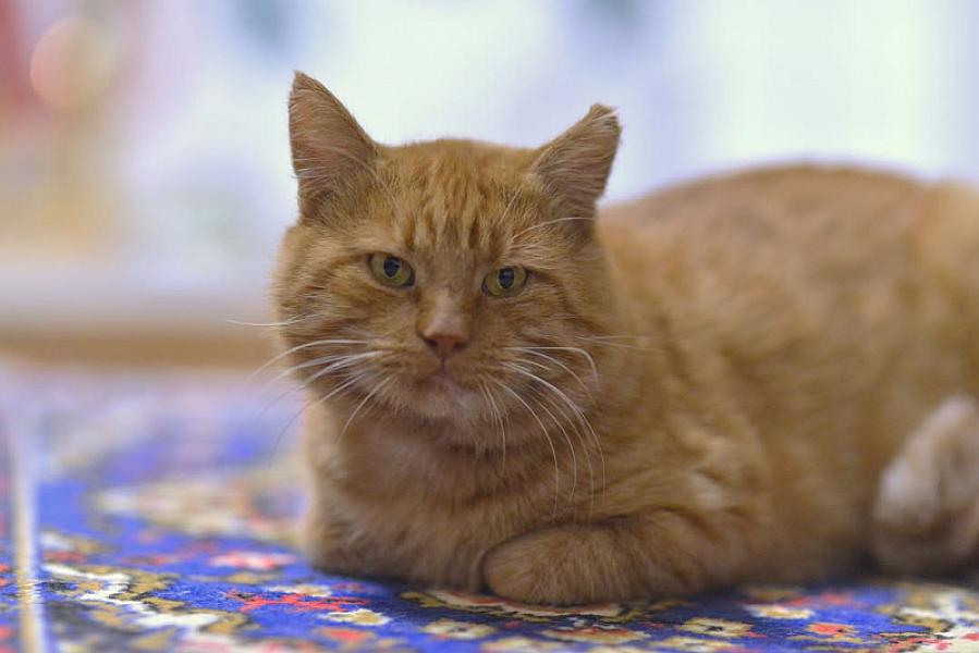 Kattenpraat