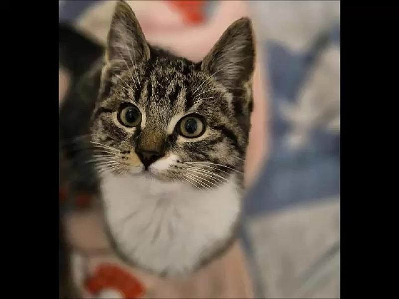 Kattenpraat