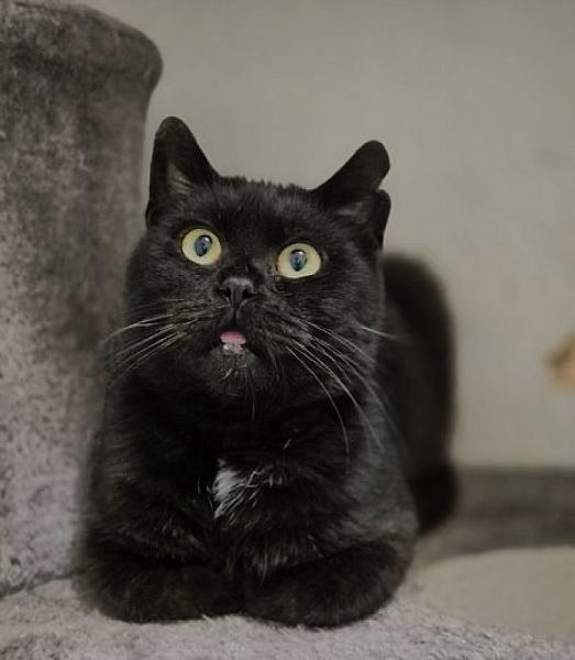Kattenpraat