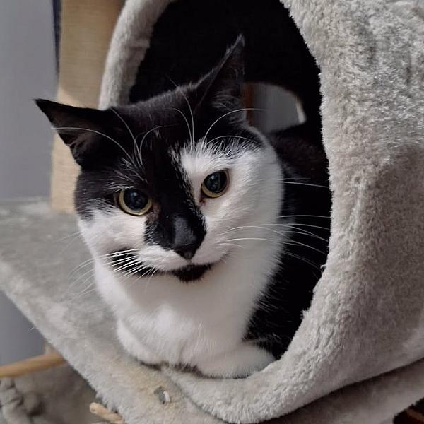 Kattenpraat
