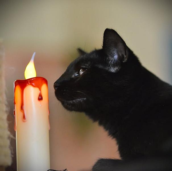 Kattenpraat