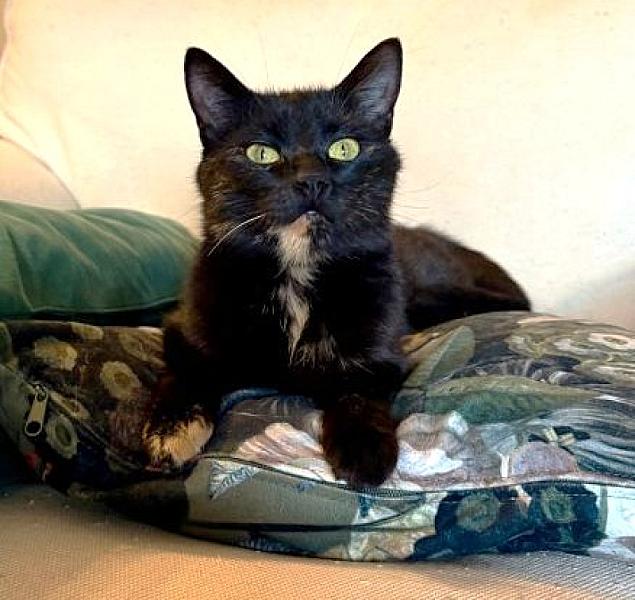 Kattenpraat