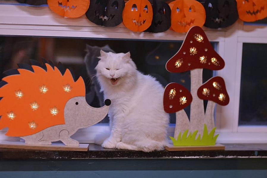 Kattenpraat