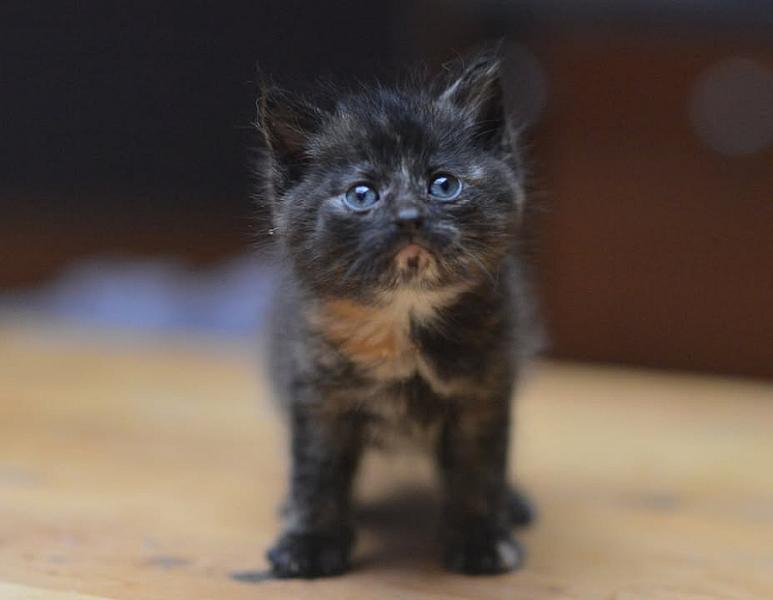 Kattenpraat