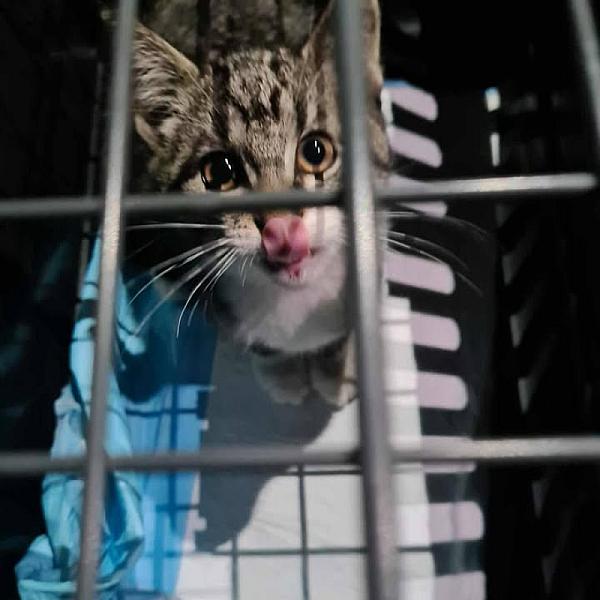 Kattenpraat