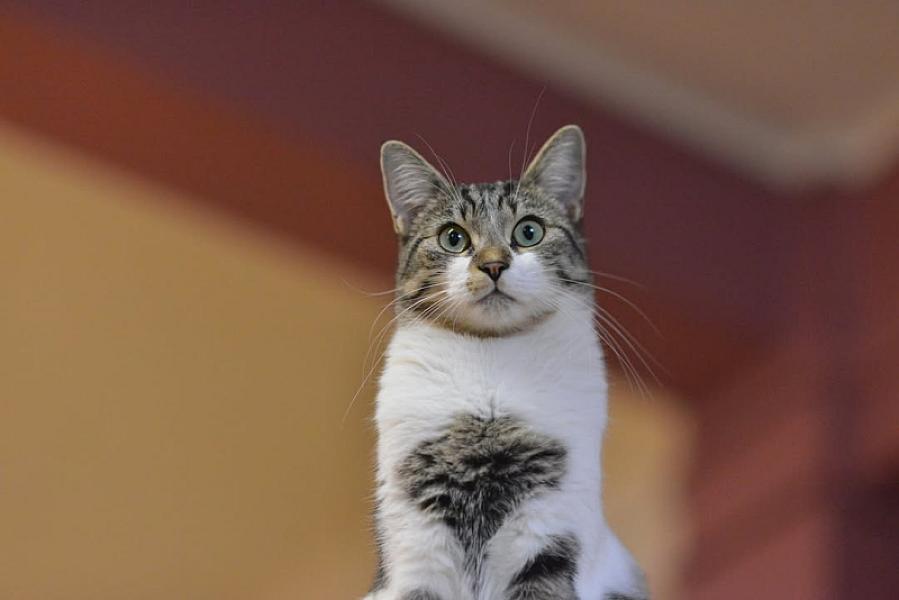 Kattenpraat