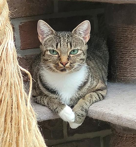 Kattenpraat