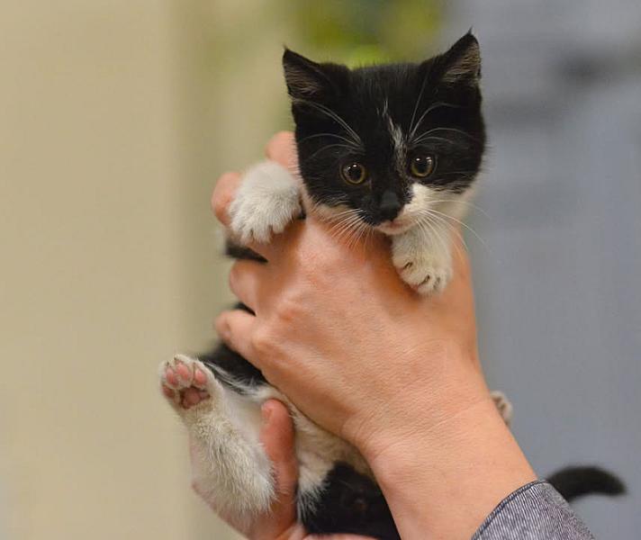 Kattenpraat