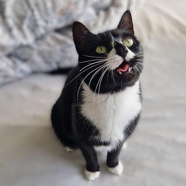 Kattenpraat