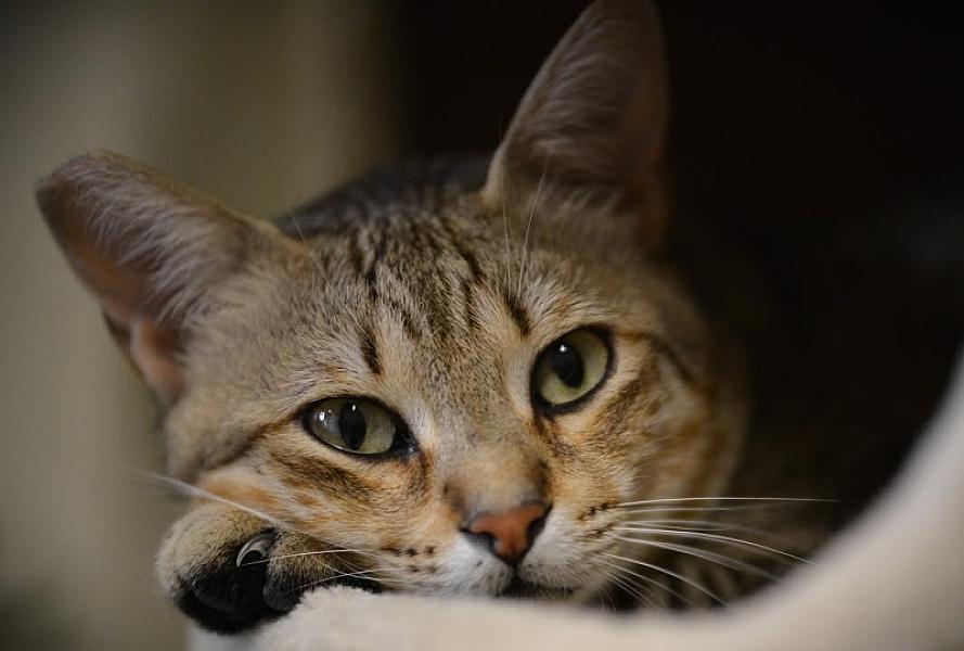 Kattenpraat