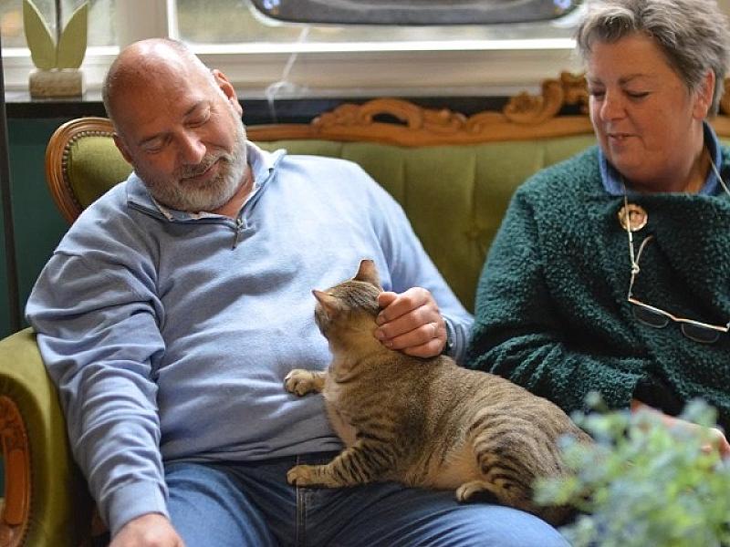 Kattenpraat