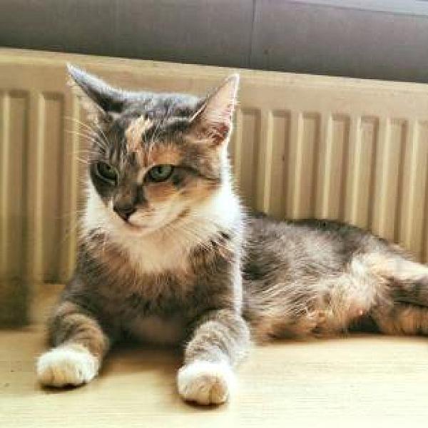 Kattenpraat