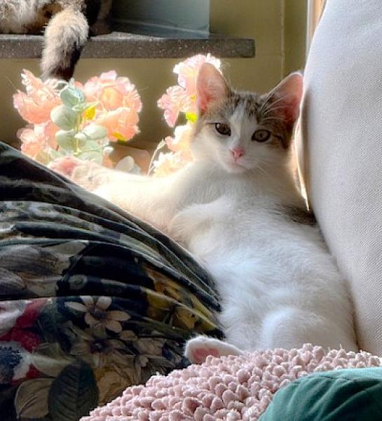 Kattenpraat